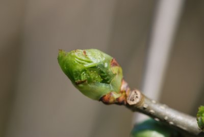 Morus alba - morušovník bílý - jarní pučení